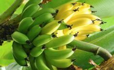 banana-big-260x1461