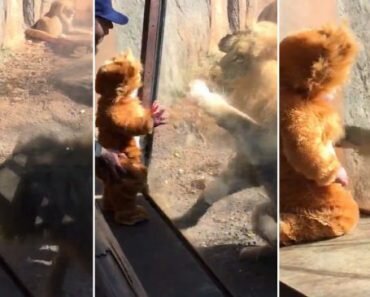 baby_plays_with_lion_zoo_featured-696x365-1