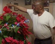 man_waters_poinsettia_for_19_years_featured-696x365-1
