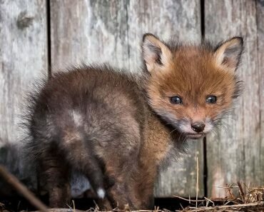ossi-saarinen-baby-fox-photography-1